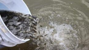 Hasta la fecha la estación acumula poco más de la mitad de su plan para el 2026, equivalente a unos 40 millones de peces. Foto:Escambray.