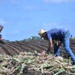 Empresa Agroindustrial Melanio Hernández impulsa siembra de caña