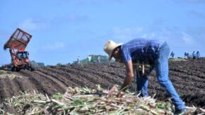 Empresa Agroindustrial Melanio Hernández impulsa siembra de caña