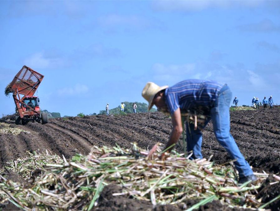 Empresa Agroindustrial Melanio Hernández impulsa siembra de caña