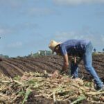 Precisan azucareros de Taguasco consolidar un definitivo desarrollo productivo