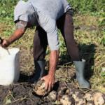 Módulo agropecuario del Sur del Jíbaro registra importantes resultados
