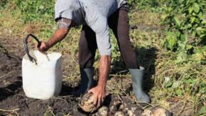 Módulo agropecuario del Sur del Jíbaro registra importantes resultados