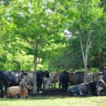 Arroceros espirituanos marcan su desarrollo