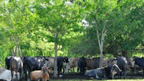 Apuesta productor ganadero de avanzada en Yaguajay por vínculo con empresa cárnica espirituana