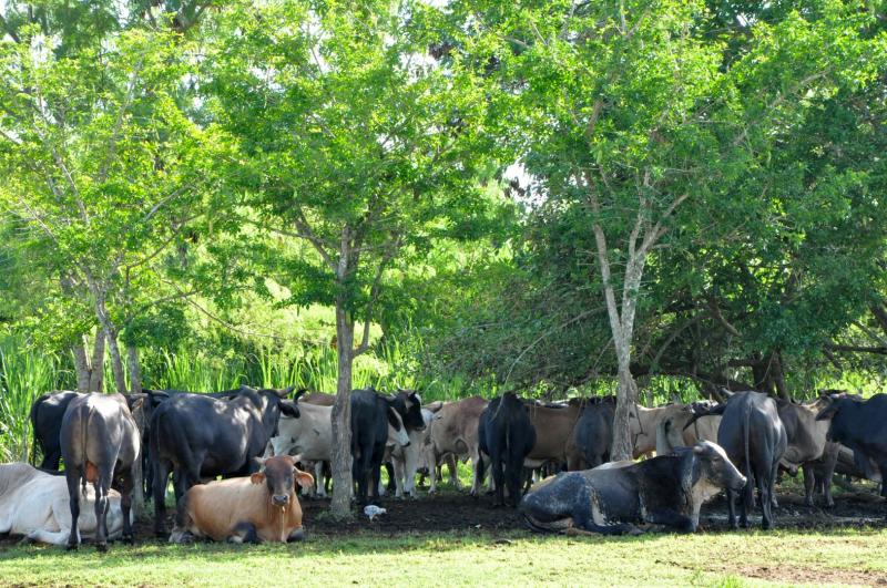 Arroceros espirituanos marcan su desarrollo