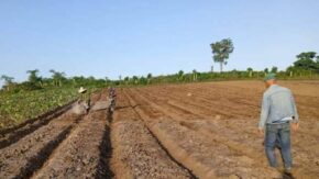 Taguasco en condiciones de avanzar en la siembra de tabaco