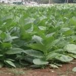 Estación experimental de tabaco de Cabaiguán empeñada en el logro de nuevas variedades