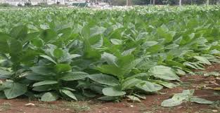 Estación experimental de tabaco de Cabaiguán empeñada en el logro de nuevas variedades