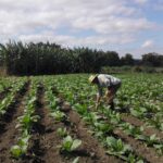 En Los Viñas el tabaco es lo primero
