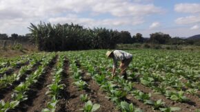 Avanza riego de semilleros en unidad tabacalera de Taguasco