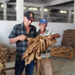 Campaña tabacalera cierra en Taguasco con crecimientos productivos