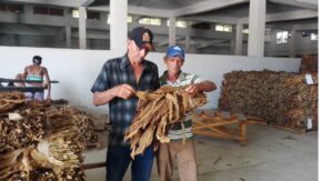En su recta final campaña tabacalera en Sancti Spíritus