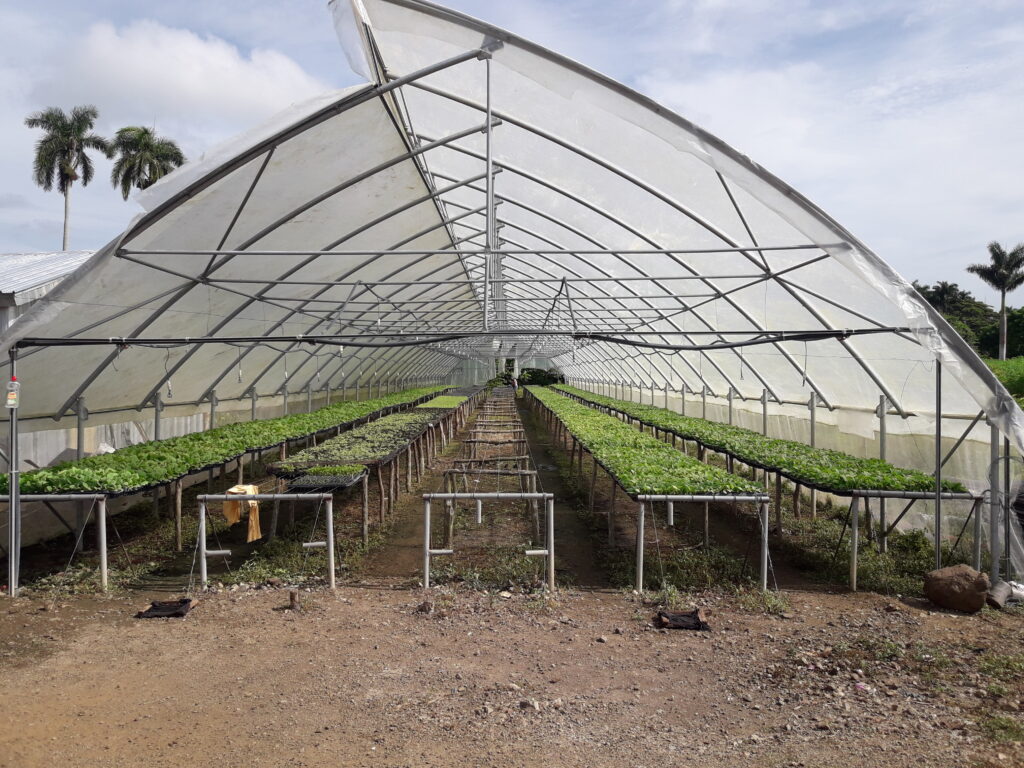 Ciencia y técnica beneficia producción de tabaco tapado en Sancti Spíritus