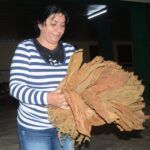 Aumenta impacto del tabaco tapado espirituano en producción de puros