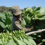 Inmersos vegueros espirituanos en la cosecha de tabaco