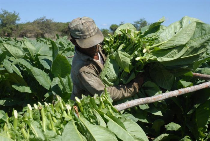 Inmersos vegueros espirituanos en la cosecha de tabaco
