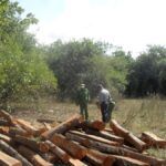 Guardabosques por fortalecer lucha contra tala indiscriminada de árboles