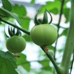 Agricultores de Taguasco defienden desde ahora hortalizas del fin de año