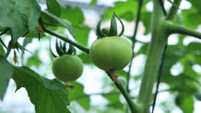 Agricultores de Taguasco defienden desde ahora hortalizas del fin de año