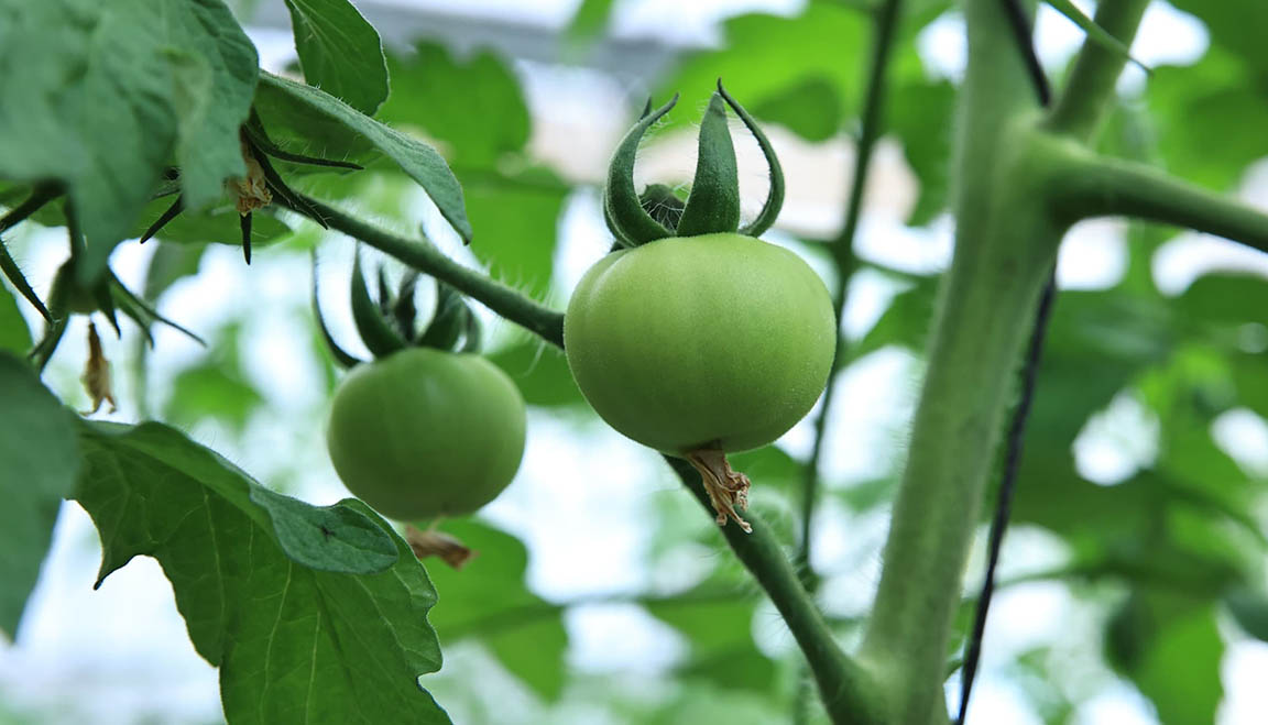Agricultores de Taguasco defienden desde ahora hortalizas del fin de año