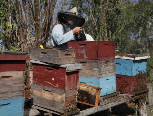 Los jóvenes asumen con responsabilidad labores tan complicadas como la apicultura. Foto: Oscar Alfonso Sosa.