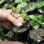 Trabajadores agropecuarios, senda de los imprescindibles