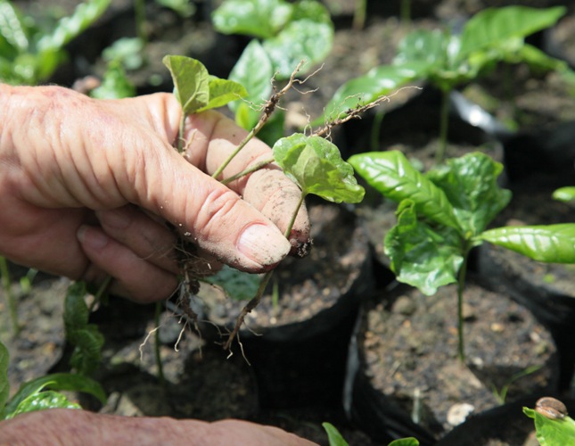 Trabajadores agropecuarios, senda de los imprescindibles