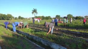 Tareas prioritarias concentran labores de trabajo voluntario en Sancti Spíritus (+ post)