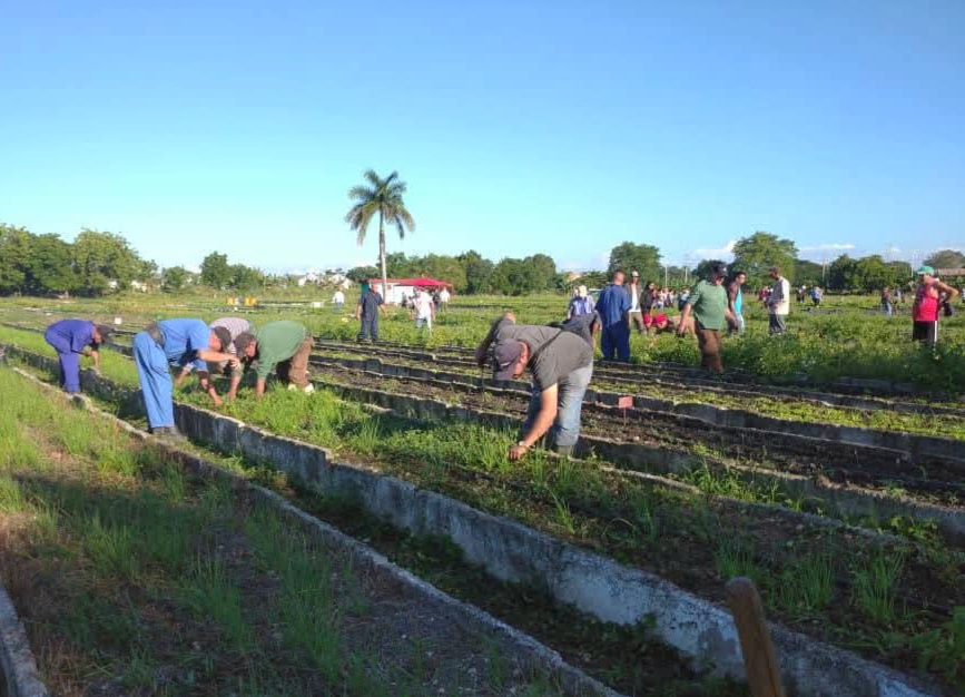 Tareas prioritarias concentran labores de trabajo voluntario en Sancti Spíritus (+ post)