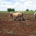 Tracción animal extiende presencia en sistema agrícola de La Sierpe