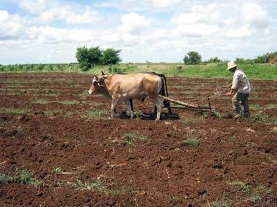Tracción animal extiende presencia en sistema agrícola de La Sierpe