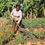 Agricultura urbana y suburbana en Sancti Spíritus mantiene su positiva labor