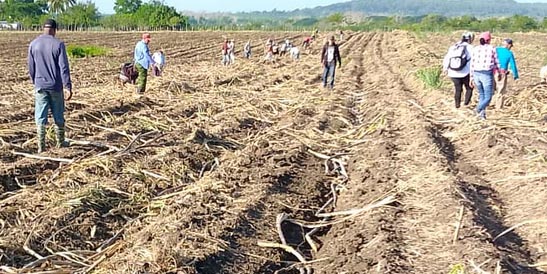 Cañeros de Guayos, referencia para azucareros espirituanos