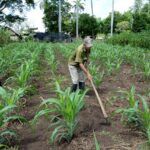 Reorganizan en Sancti Spíritus proceso de entrega de tierras en usufructo