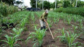 Continúa entrega de tierras en usufructo en Sancti Spíritus