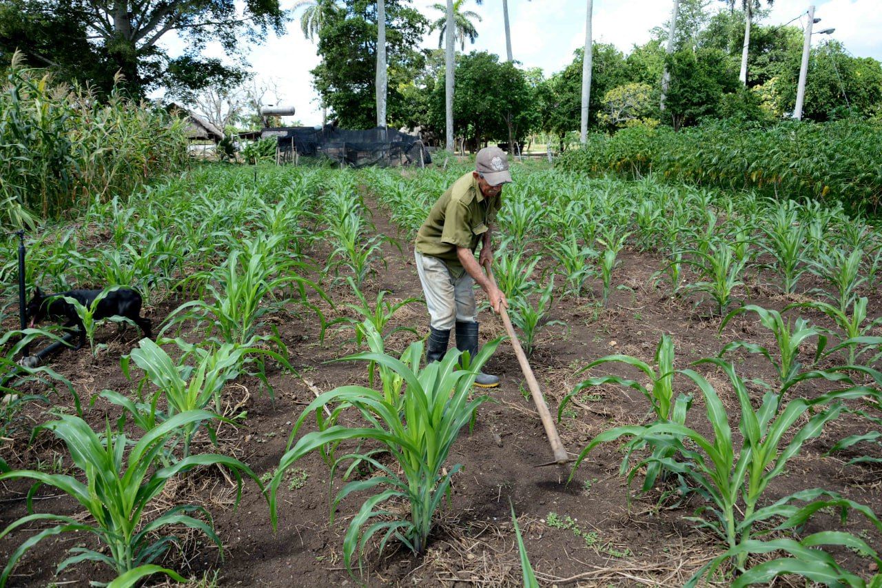 Reorganizan en Sancti Spíritus proceso de entrega de tierras en usufructo