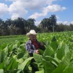 A buen paso campaña tabacalera en Taguasco
