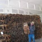 Un puntal del tabaco sol en palo en Taguasco