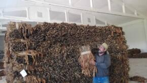 Un puntal del tabaco sol en palo en Taguasco