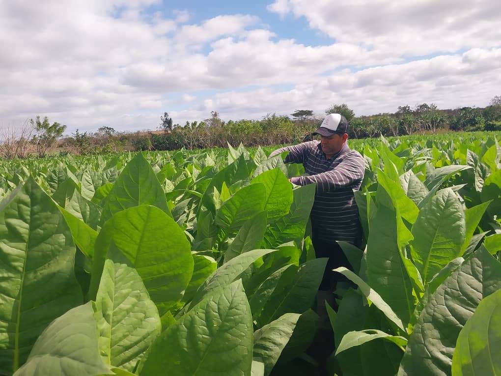 La batalla de Yuniel