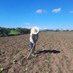 Mariano Ferrer La O: veguero de altura