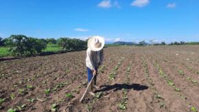 Mariano Ferrer La O: veguero de altura