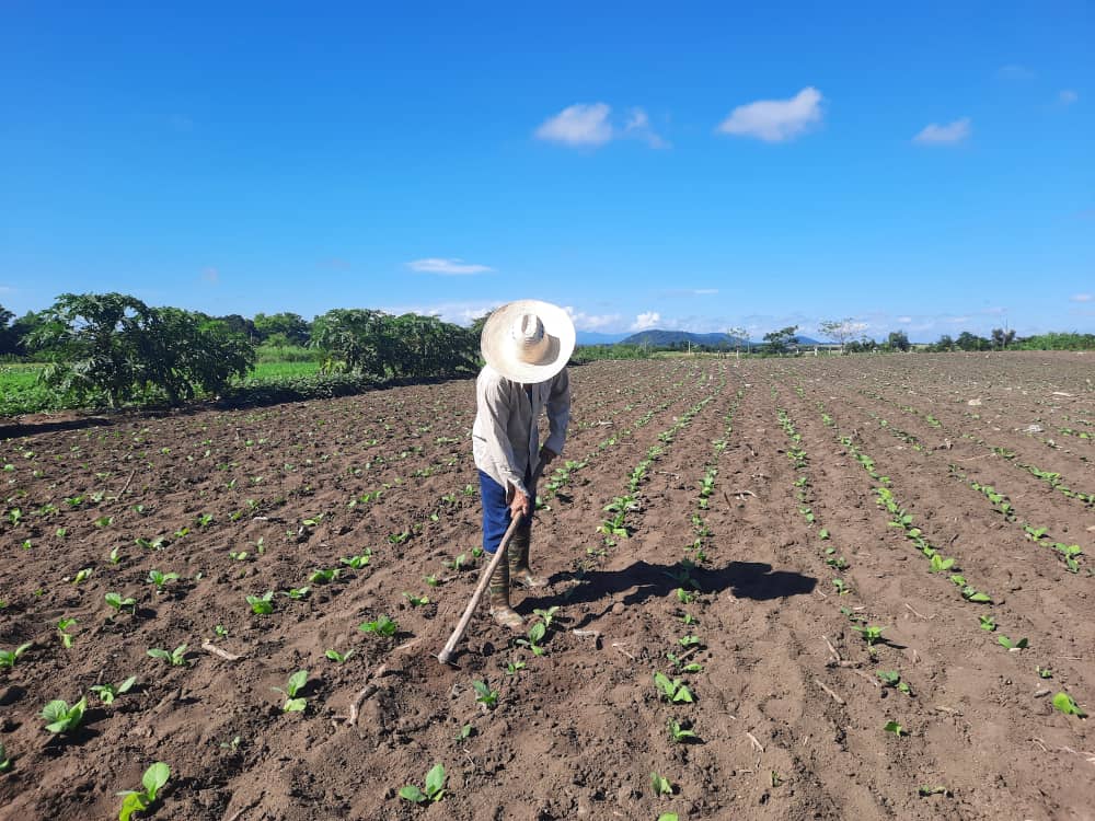 Mariano Ferrer La O: veguero de altura