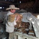 Veguero de excelencia