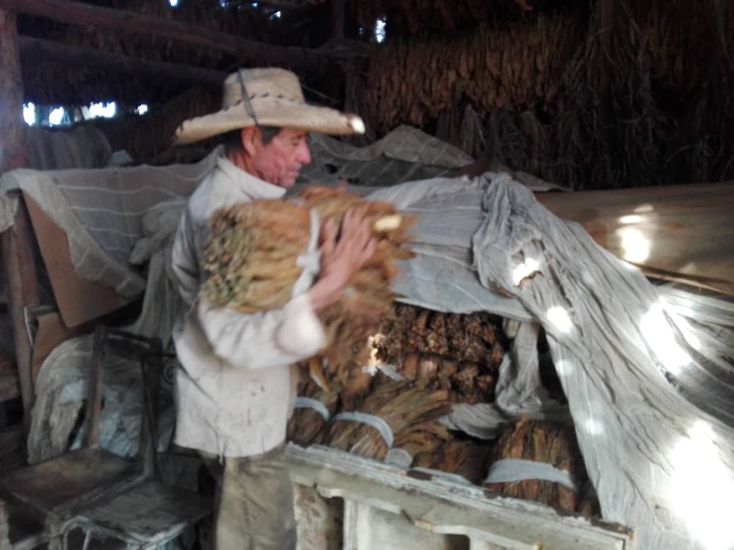 Veguero de excelencia