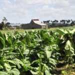 Vegueros espirituanos apuran cosecha de tabaco