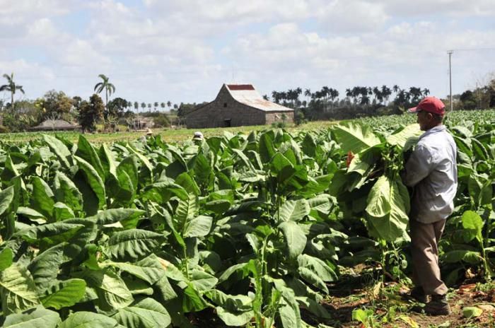 Vegueros espirituanos apuran cosecha de tabaco