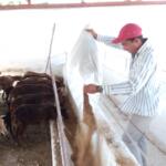 Un joven enamorado de la ganadería