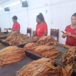 Incrementa Cabaiguán disponibilidad de escogidas de tabaco gestionadas por los productores